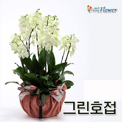 그린호접