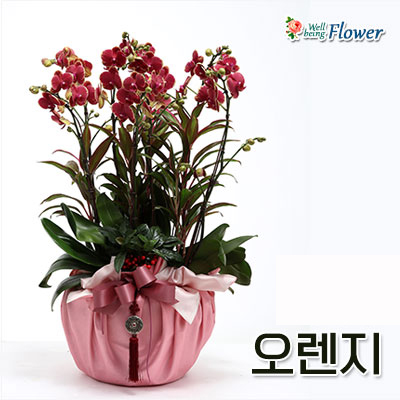 오렌지