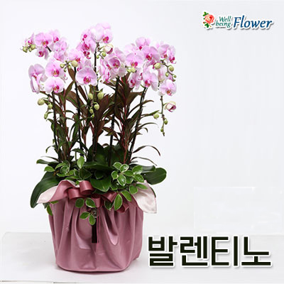 발렌티노