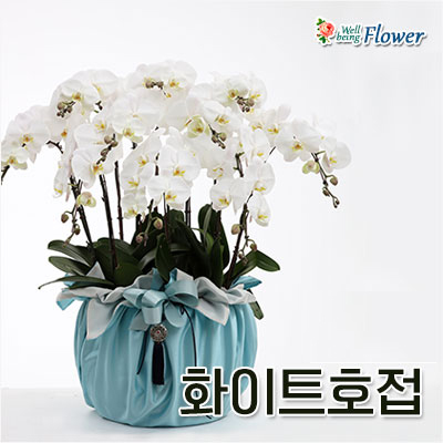 화이트호접
