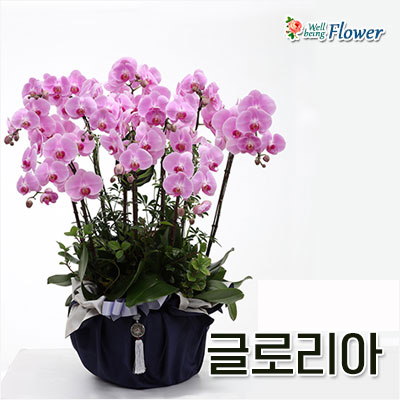 글로리아