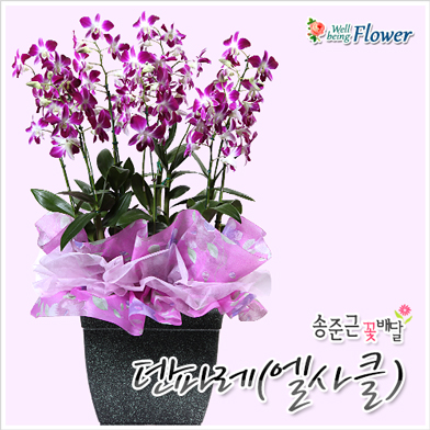 덴파레(엘사클)