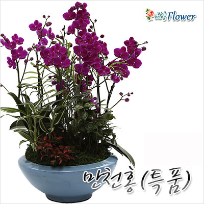 만천홍(특품)