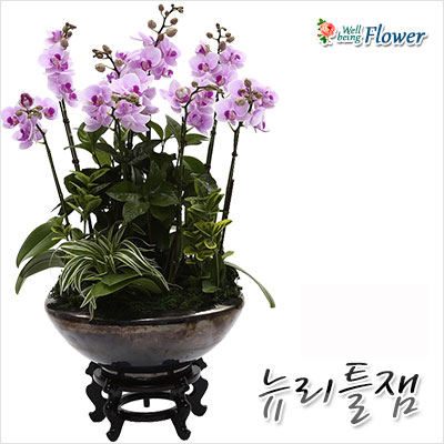 뉴리틀잼
