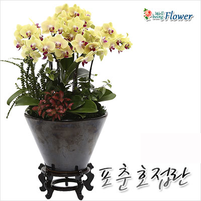 포춘호접란