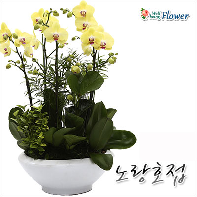 노랑호접