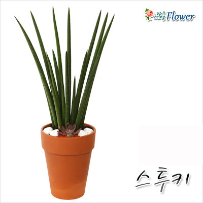 [신상] 스투키