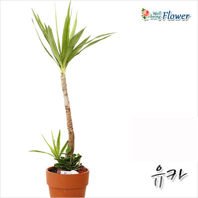 [신상] 유카
