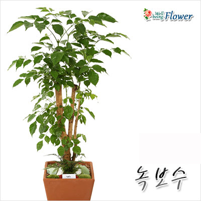 [신상] 녹보수