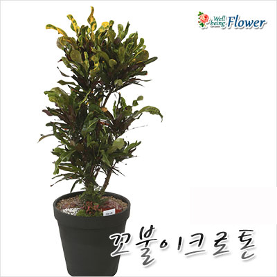 [신상] 꼬불이크로톤