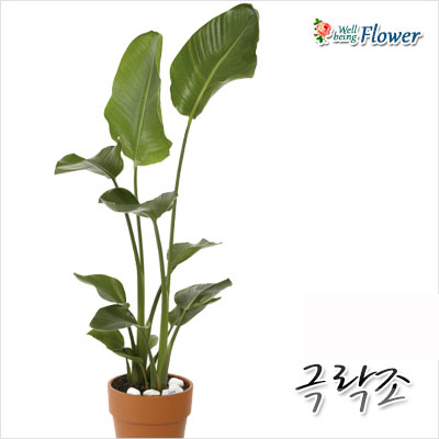 [신상] 극락조