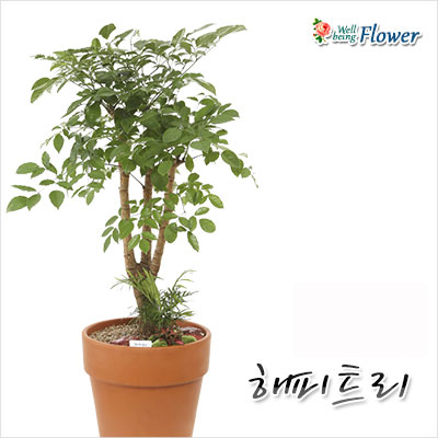 [신상] 해피트리