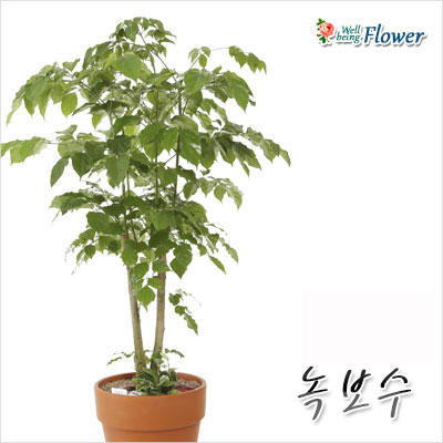 [신상] 녹보수