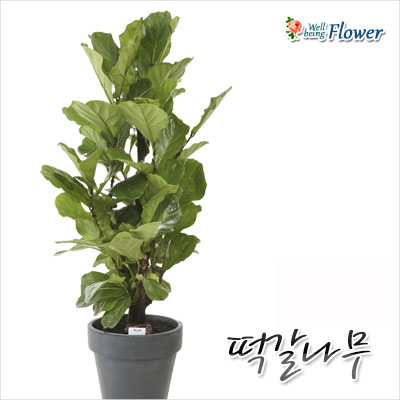 [신상] 떡갈나무