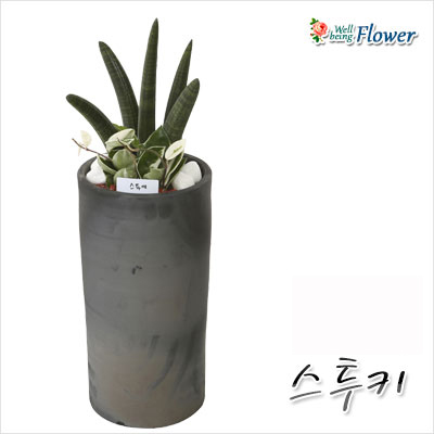 [신상] 스투키