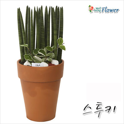 [신상] 스투키