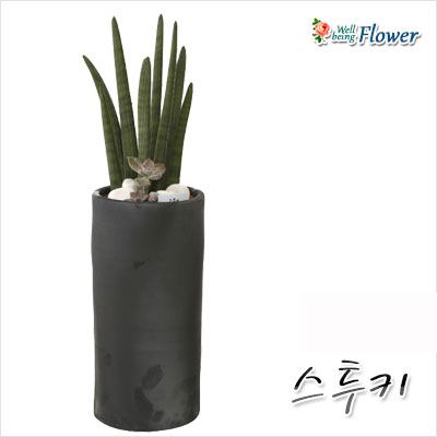 [신상] 스투키