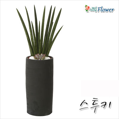 [신상] 스투키