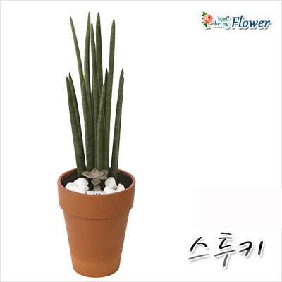 [신상] 스투키