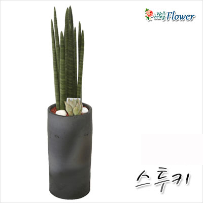 [신상] 스투키