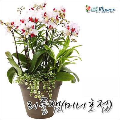 [신상]리틀잼(미니호접)