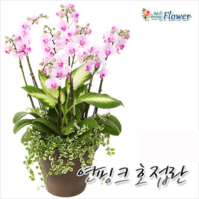 [신상]연핑크호접란