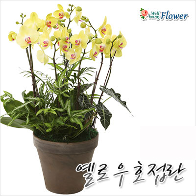 [신상]옐로우호접란
