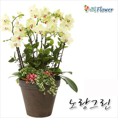 [신상]노랑그린