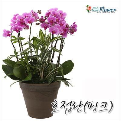 [신상]호접란(핑크)