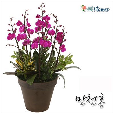 [신상]만천홍