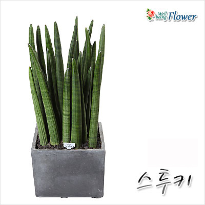 스투키9(가정및카페 인테리어용)