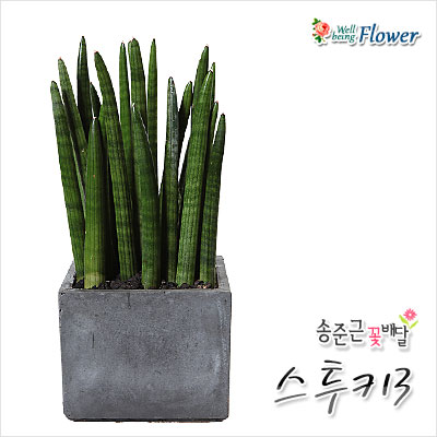 스투키3(실내및카페 인테리어용)