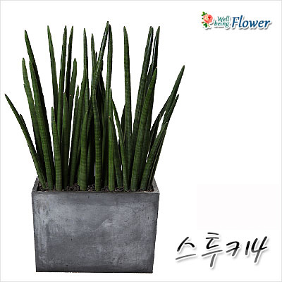 스투키4(가정및카페 인테리어용)