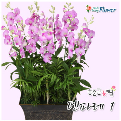 덴파레1