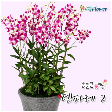덴파레2