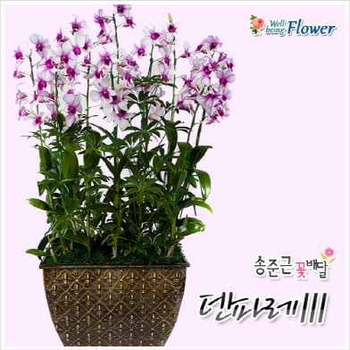 덴파레 Ⅲ