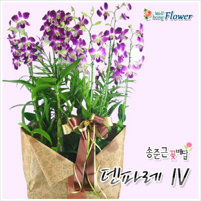 덴파레 Ⅳ