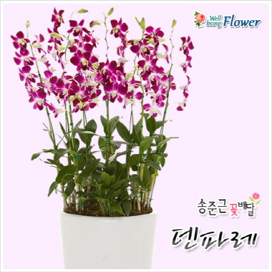덴파레