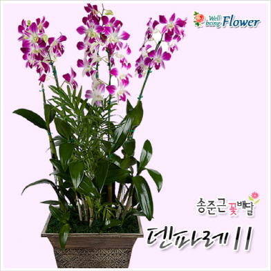 덴파레Ⅱ